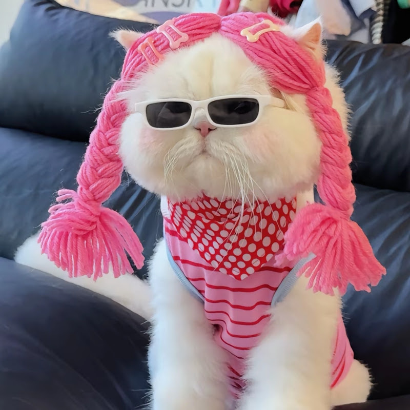 Cat Bro TV