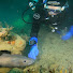 pLOd5eSRtOA-channel-avatar-Channel Island Diving