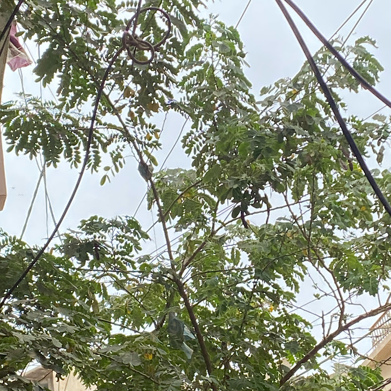 Ss Bird Vlog
