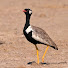 7xJjcZifhdk-channel-avatar-Birdland Unlimited