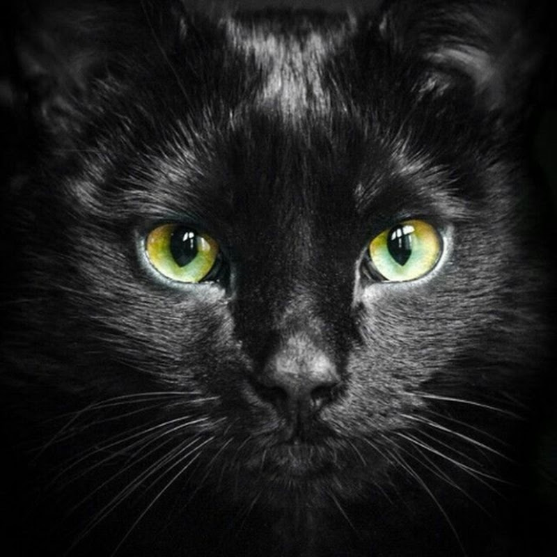 Таро с Надей Logo