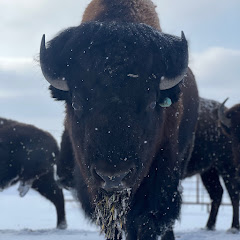 Quantum Bison Ranch