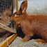 GwtB2cYY1h0-channel-avatar-Królicze Hobby