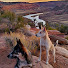 Yz5lOG6Xp90-channel-avatar-Adventures with Dogs