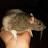 Fette_Ratte -