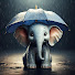 jb_zJ9Oqbjw-channel-avatar-Rain Walks Daily