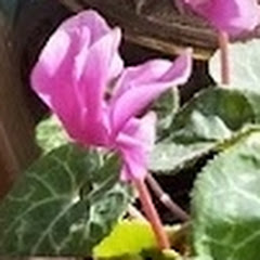 フラワー占いチャンネル