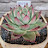 @9tvfleur9succulentplant43