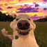 jLYajB1ESMY-channel-avatar-Dogs fam Tv