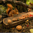 veMRFczj1Dg-channel-avatar-Bird House