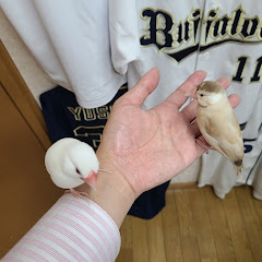 ポ