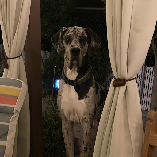 Oden The Great Dane