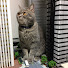bjT28JZu_5U-channel-avatar-NekoNekoRailway ぶりたまねこねこ鉄道