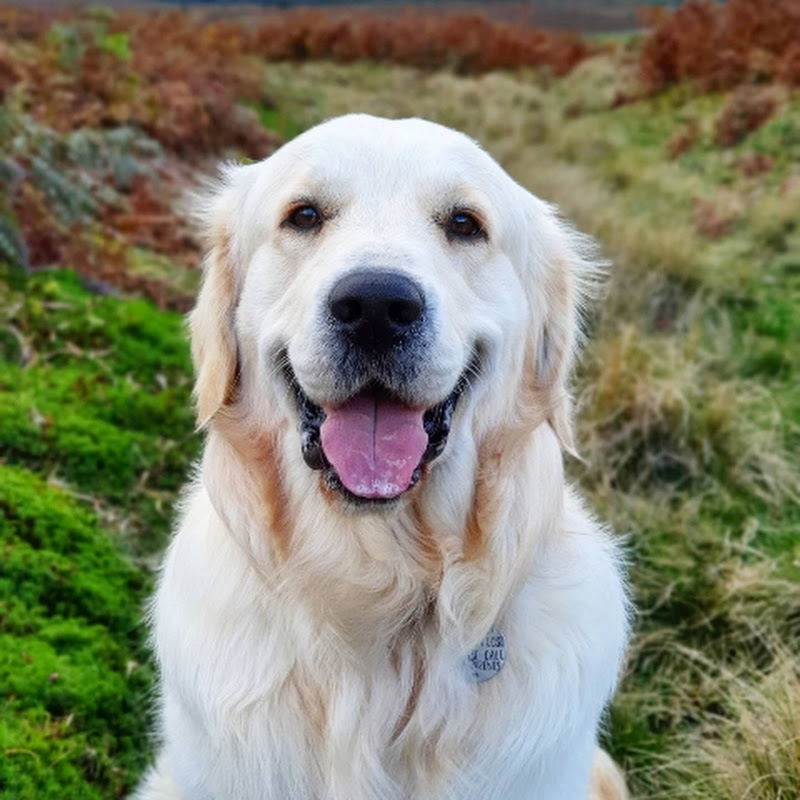 Golden Life of Bailey