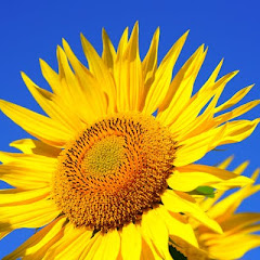 遥远的故乡アイコン画像