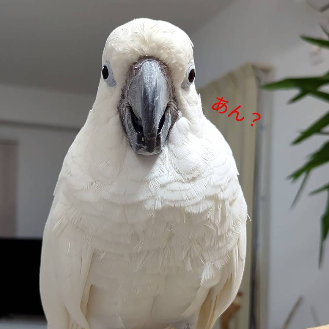 Post from タイハクオウムのゆきまる