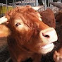 한우무비:Korean beef