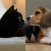 woofy meow