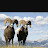 @bighorn9119 Avatar