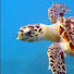 wtlCb767oS4-channel-avatar-Turtlemanthefirst
