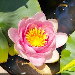 仏教哲学で生きる意味を知るアイコン画像