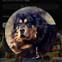 Tibetan mastiff uttarakhand logo