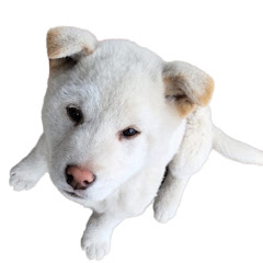 白柴ポロアイコン画像