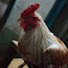 VMaYd1_Norg-channel-avatar-KHYATI FARMS 