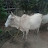 @kapurchanddhapade9489 Avatar