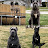 @midwestcanecorso419