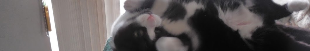 Peace, Love, Rescue Cats! Avatar de canal de YouTube