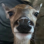 Deer Hunts