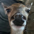 1b0FobzcAx8-channel-avatar-Deer Hunts