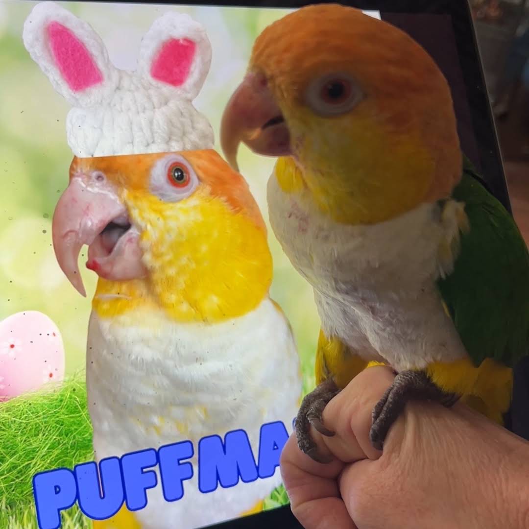 Post from Parrot Playhouse