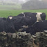 CyrLkP8EowI-channel-avatar-Dairy Man Shann