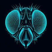Insects Explained