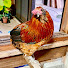 1klqEQ6aF78-channel-avatar-DIY with chickens 