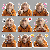 ZUEII MONKEY