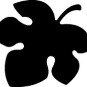 ちゃぼさんのイチジク 