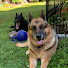 YAWxF5RFAKM-channel-avatar-Deutsche Dog