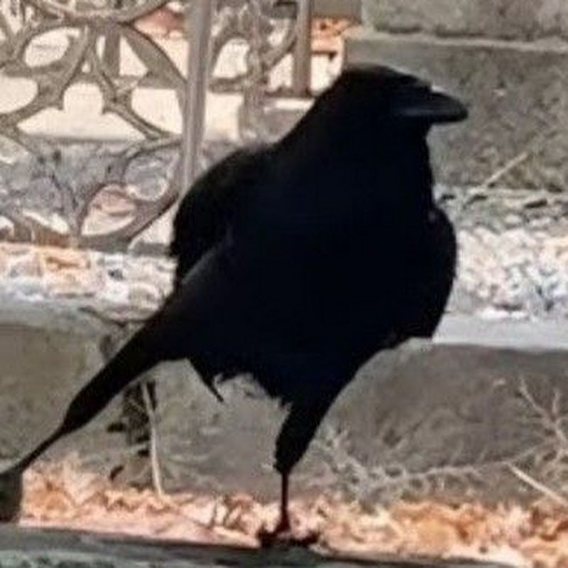 Duckasaur117
