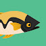 nAmdt_dM4n4-channel-avatar-The Yellow Carp