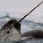 Narwhals