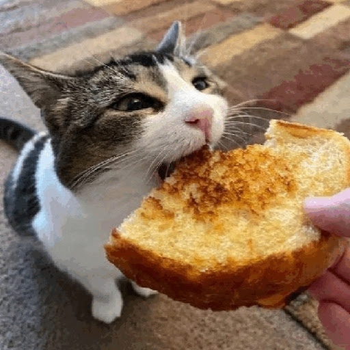 grilled cheese cat [gd]