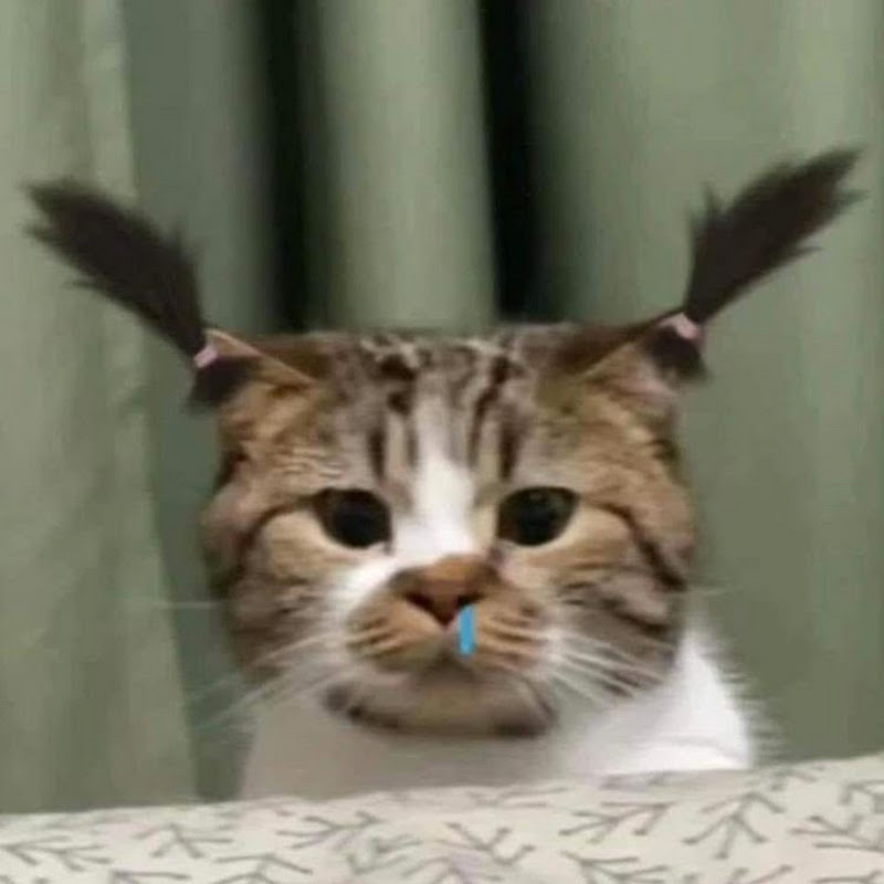 귀여운고양이모음집