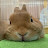 Netherland Dwarf Rabbit KUMA's Channel