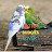 Patna Budgies Lover