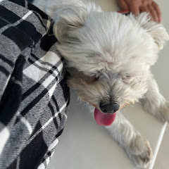 羊アイコン画像