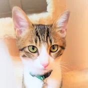 猫バロニャン