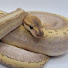 YA8lSxv3qVo-channel-avatar-Seventh Level Reptiles